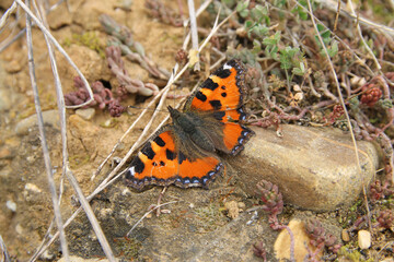 A specimen of the small tortoiseshell (Aglais urticae) a colourful Eurasian butterfly in the family Nymphalidae observed during the first days of spring around Leon, northern Spain