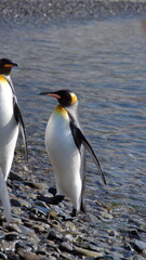King penguins (Aptenodytes patagonicus) on the beach at Jason Harbor on South Georgia Island