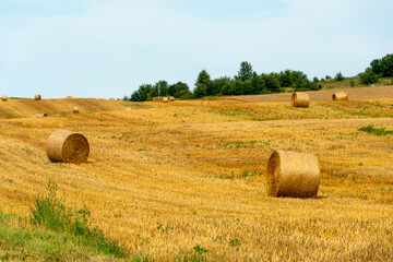 Fototapeta premium A haystack in an agricultural field. A beautiful yellow field after harvesting wheat. Rolled hay bales dry in the sun.