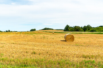 Fototapeta premium A haystack in an agricultural field. A beautiful yellow field after harvesting wheat. Rolled hay bales dry in the sun.