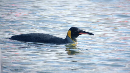 King penguin (Aptenodytes patagonicus) swimming in the bay at Jason Harbor on South Georgia Island