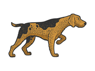 hunting dog hound Retriever color sketch engraving vector illustration. T-shirt apparel print design. Scratch board imitation. Black and white hand drawn image.