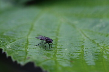 A closeup of a fly that has landed on a wet leaf in a garden after a heavy downpour of rain