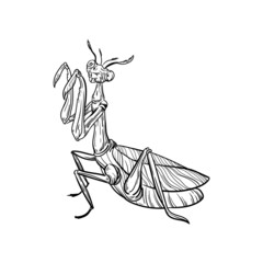 illustration black and white animal insect praying mantis