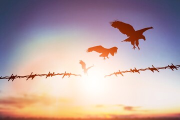 Barbed wire fence with sunset sky. Concept human rights. - obrazy, fototapety, plakaty