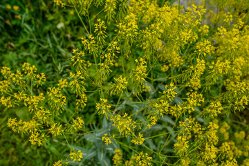 Woad flower on blue dark background