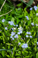 Forget - me - nots