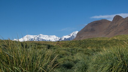 Glacier covered mountain above a field of tussock grass at Jason Harbor on South Georgia Island
