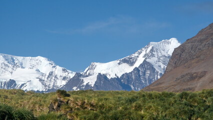Fototapeta premium Glacier covered mountain above a field of tussock grass at Jason Harbor on South Georgia Island