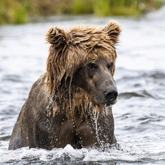Alaskan brown bear in river with wet hair