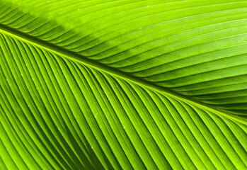 Leaves with many ridges have unique leaves.