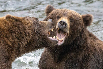 Two brown bears fighting in Alaska  portrait