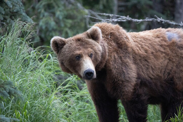 Obraz premium Alaskan brown bear showing grizzly hump on back