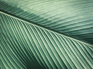 Leaves with many ridges have unique leaves.