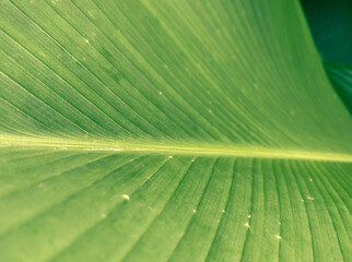 Leaves with many ridges have unique leaves.