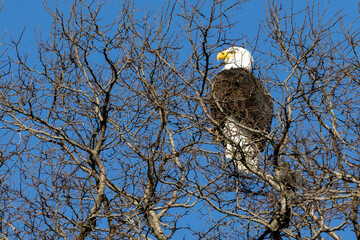American bald eagle perched on tree branches 
