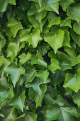 Succulent ivy leaves in a beautiful green color for image backgrounds or wallpaper.