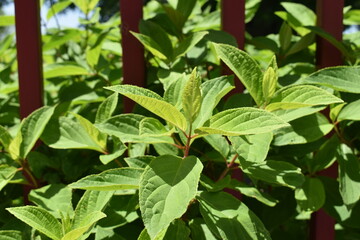 Green Leaves on a Plant