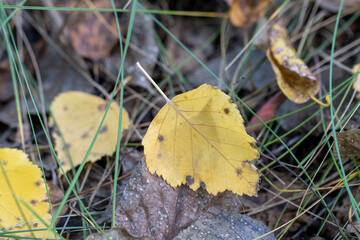 yellow autumn leaves on the ground, fallen foliage. High quality photo