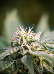 Budding Cannabis Flowers, Marijuana Plant Macro
