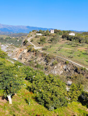 Olive trees in Andalusia