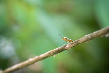 Green and Yellow Bug walks down branch in summer garden