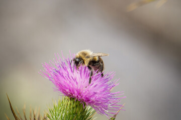 Bumble Bee Pollinates Purple Cornflower in Summer garden macro photo