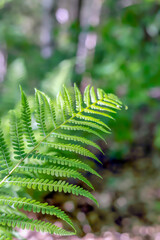 Green fern leaf in the forest in Poland