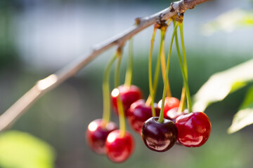Closeup of cherries on cherry tree.
