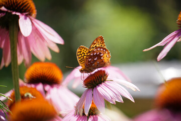Aphrodite Fritillary Butterfly sits on beautiful pink summer garden flower