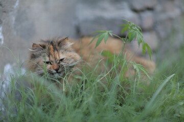 cat in the grass