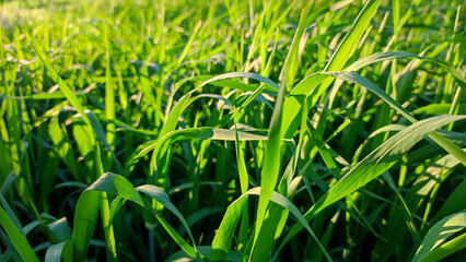 Field of green young wheat.