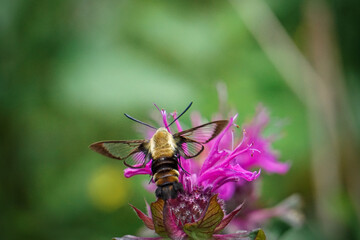 Hummingbird Hawk Moth pollinates bee balm in summer garden macro photo