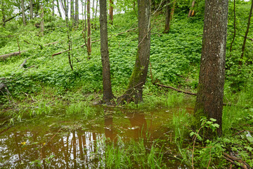 River in a forest park. Trees, plants, moss, fern, green grass. Reflections on water. Spring, early...