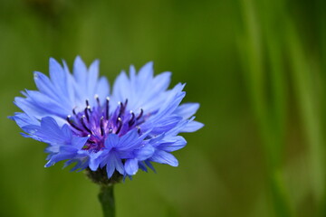 cornflower, bluebottle