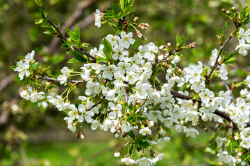 Blooming branches of a cherry tree close-up. A spring tree blooms with white petals in an orchard