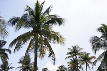 Fototapeta na wymiar Iconic Coconut Palm trees in Miami beach Florida USA