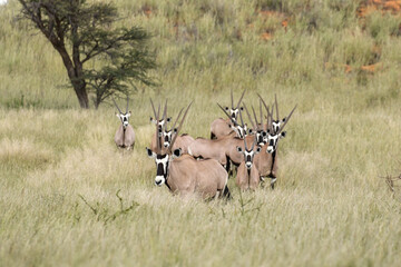 Gemsbok or South African Oryx, Kgalagadi