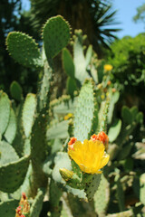 cactus in the garden