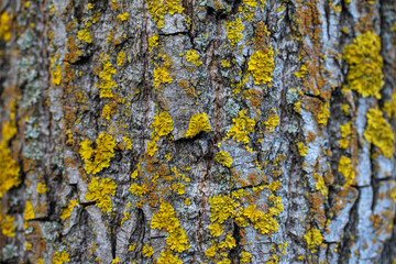 bright moss and fungus on the bark of the tree, background picture, background. High quality photo