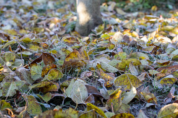 A beautiful autumn tree with fallen yellow leaves lying around the trunk of a tree in an autumn park, covered with fallen yellow leaves from a tree. A bunch of yellow leaves after the first frost