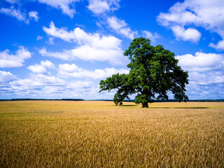 Oak Tree in Wheat field