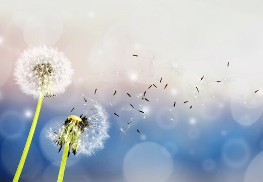 Photo dandelion at blur background. Seed macro. Hope and dreaming concept.