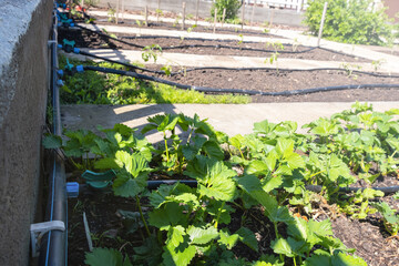 Strawberry plant grown in beds with automatic watering or water dripping system in the home...