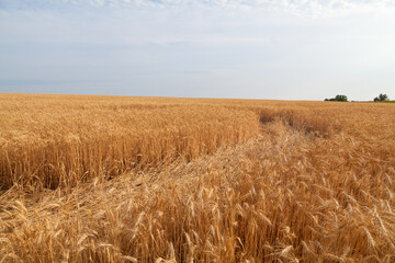 Path across golden wheat field in Ukraine, sunny summer day, harvesting time.