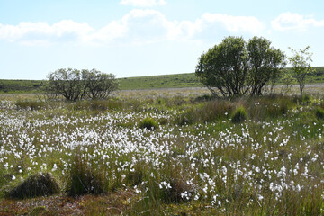 Cotton grass in marshy ground on Bodmin Moor Cornwall
