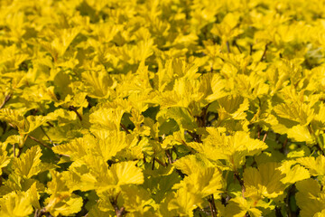 Decorative bush with new yellow leaves in spring season. April. Nature background