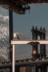 Bird in Brooklyn
