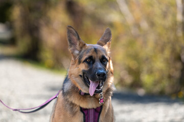 A young female German Sheppard dog sits attentively with its long tongue hanging out, ears up and attentively wearing a pink harness and leash. The dog has thick black and brown fur. 