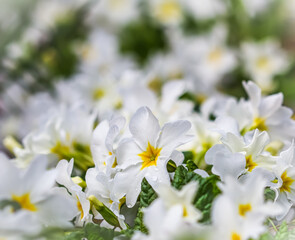 Blooming white primrose in spring garden. Natural background
